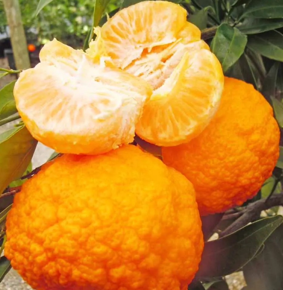 Gold Nugget Mandarin