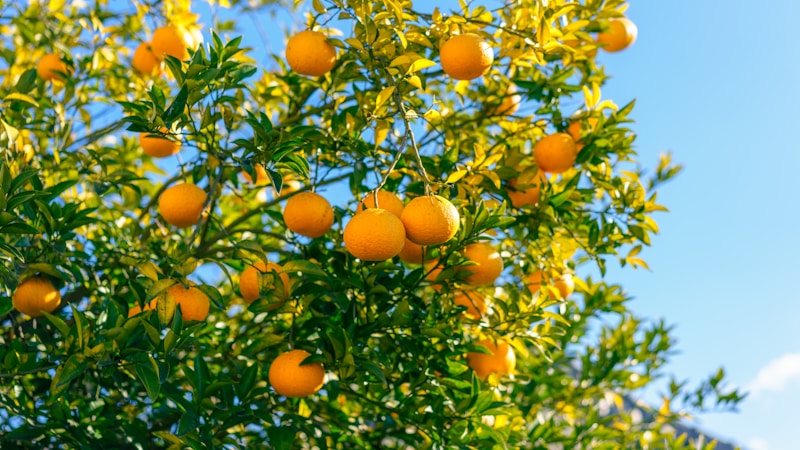 Citrus orchard